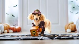 From Woof To Wow: The Rise Of Pet Clothing
