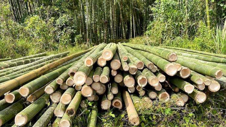 Two Indian bamboo species identified as suitable for dissolving grade pulp production | Sustainability Apparel News